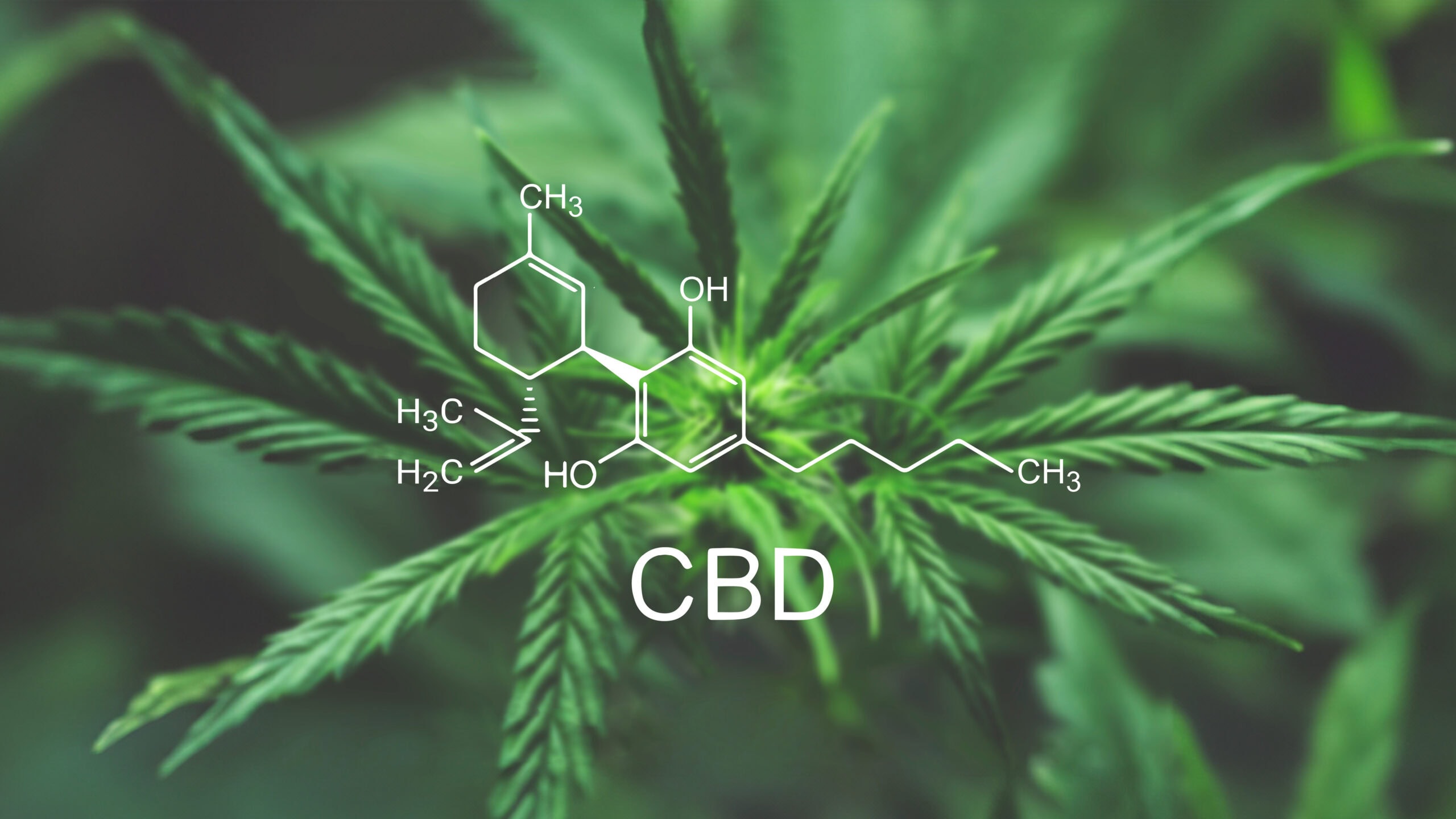 240827 rubaxx cannabis advertorial v001 fi4